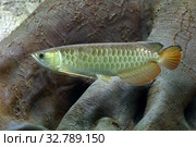 Scleropages formosus. Азиатская Аравана в большом аквариуме. Стоковое фото, фотограф Григорий Писоцкий / Фотобанк Лори