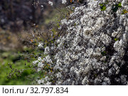 The climbing shrub (Clematis vitalba) with seeds close-up. Стоковое фото, фотограф Татьяна Ляпи / Фотобанк Лори