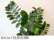 Замиокулькас замиелистный (Zamioculcas zamiifolia Lodd. et al.). Побеги с листьями на светлом фоне. Стоковое фото, фотограф Ирина Борсученко / Фотобанк Лори