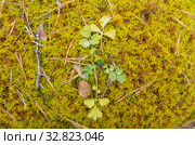 Мох плевроциум на гнилом дереве. Schreber's feathermoss on a rotten tree. Стоковое фото, фотограф Евгений Романов / Фотобанк Лори