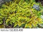 Мох плевроциум на гнилом дереве. Schreber's feathermoss on a rotten tree. Стоковое фото, фотограф Евгений Романов / Фотобанк Лори