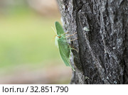 Бабочка пяденица зеленая большая на стволе дерева. Butterfly large emerald (Geometra papilionaria) on a tree trunk. Стоковое фото, фотограф Евгений Романов / Фотобанк Лори
