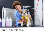 Bichon havanese during towelling in salon. Стоковое фото, фотограф Яков Филимонов / Фотобанк Лори