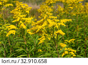 Золотарник канадский (лат. Solidago canadensis) Стоковое фото, фотограф Елена Коромыслова / Фотобанк Лори