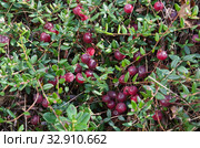 Ягоды клюквы обыкновенной (lat. Vaccinium oxycoccos) Стоковое фото, фотограф Елена Коромыслова / Фотобанк Лори