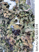 Лобария лёгочная (лат. Lobaria pulmonaria). Лишайник растет на дереве в лесу. Россия. Северная Карелия. Стоковое фото, фотограф Наталья Осипова / Фотобанк Лори