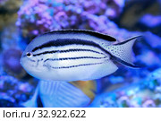 Ангел лирохвостый Ламарка (Genicanthus lamarck ) или ангел веснушчатый. Морская рыба. Стоковое фото, фотограф Татьяна Белова / Фотобанк Лори