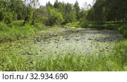 Горное озеро с кувшинками. Косуля на водопое. Таймлапс. Mountain lake with water lilies. Roe deer at a watering place. Timelapse. Стоковое видео, видеограф Евгений Романов / Фотобанк Лори