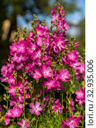 Сидальцея мальвоцветковая (лат. Sidalcea malviflora) Стоковое фото, фотограф Ольга Сейфутдинова / Фотобанк Лори