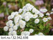 Feverfew (Pyrethrum or Tanacetum parthenium), garden variety with white flowers. Стоковое фото, фотограф Юлия Бабкина / Фотобанк Лори