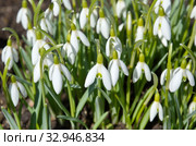 Подснежники Воронова (лат. Galanthus woronowii) крупным планом. Стоковое фото, фотограф Елена Коромыслова / Фотобанк Лори