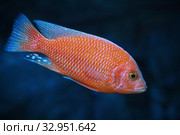 Псевдотрофеус красная зебра (Metriaclima estherae) - малавийская цихлида. Стоковое фото, фотограф Татьяна Белова / Фотобанк Лори