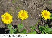 Дороникум (лат. Doronicum) цветет в саду. Стоковое фото, фотограф Елена Коромыслова / Фотобанк Лори
