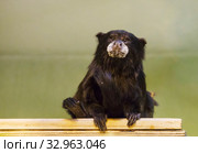 Буроголовый тамарин. brown-headed tamarin. Brown-mantled tamarin, saddleback tamarin. Стоковое фото, фотограф Галина Савина / Фотобанк Лори