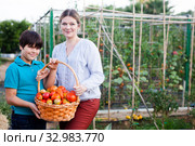 Young woman gardener with small boy holding basket with tomatoes. Стоковое фото, фотограф Яков Филимонов / Фотобанк Лори