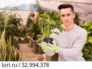 Florist inspecting Monstera in greenhouse. Стоковое фото, фотограф Яков Филимонов / Фотобанк Лори
