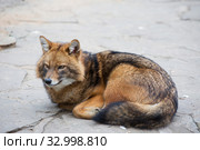 Обыкновенный  шакал (Golden Jackal) Стоковое фото, фотограф Галина Савина / Фотобанк Лори