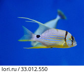 Золотой полосатый окунь (Symphorichthys spilurus) Стоковое фото, фотограф Natalia Sidorova / Фотобанк Лори