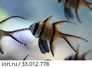 Тюлевый апогон Каудерна (Pterapogon kauderni) Стоковое фото, фотограф Natalia Sidorova / Фотобанк Лори