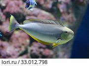 Носорог Вламинга (Naso vlamingii, Bignose unicornfish) Стоковое фото, фотограф Natalia Sidorova / Фотобанк Лори