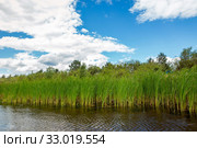 Growing reeds in the bay of the river against the background of the forest and cloudy blue sky on a summer day. Стоковое фото, фотограф Акиньшин Владимир / Фотобанк Лори