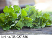 Молодая крапива двудомная (Urtica dioica) крупным планом. Стоковое фото, фотограф Наталия Шевченко / Фотобанк Лори