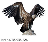 Big Griffon on stone on white background. Стоковое фото, фотограф Яков Филимонов / Фотобанк Лори