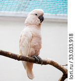 Молуккский какаду (Moluccan cockatoo) Стоковое фото, фотограф Галина Савина / Фотобанк Лори