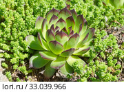 Молодило (лат. Sempervivum) и очиток едкий (лат. Sedum acre) крупным планом. Стоковое фото, фотограф Елена Коромыслова / Фотобанк Лори