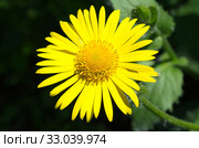 Цветущий дороникум (лат. Doronicum) крупным планом. Стоковое фото, фотограф Елена Коромыслова / Фотобанк Лори