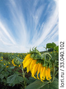 Поле цветущих подсолнухов. Field of blooming sunflowers. Стоковое фото, фотограф Евгений Романов / Фотобанк Лори