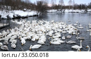 Дикие лебеди-кликуны на кормежке на озере Светлое в Алтайском крае зимой, Россия. Стоковое видео, видеограф Наталья Волкова / Фотобанк Лори