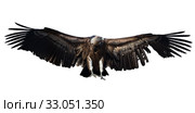 Griffon vulture flying isolated. Стоковое фото, фотограф Яков Филимонов / Фотобанк Лори