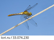 Стрекоза желтая (лат. Sympetrum flaveolum) сидит на веревке на фоне голубого неба. Стоковое фото, фотограф Елена Коромыслова / Фотобанк Лори
