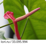anthurium. Стоковое фото, фотограф Ines Weiland-Weiser / PantherMedia / Фотобанк Лори