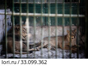 Two lions. Стоковое фото, фотограф Mihai Barbu / PantherMedia / Фотобанк Лори