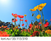 flowers. Стоковое фото, фотограф Mariusz Blach / PantherMedia / Фотобанк Лори