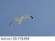 herring gull. Стоковое фото, фотограф Ines Weiland-Weiser / PantherMedia / Фотобанк Лори