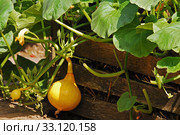 hokkaido pumpkin. Стоковое фото, фотограф Herbert Esser / PantherMedia / Фотобанк Лори
