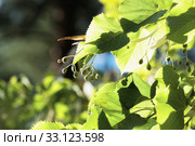 Вид с боке крупным планом на листья и плоды липы. Стоковое фото, фотограф Кузин Алексей / Фотобанк Лори