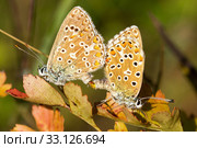 Love from butterflies (common blue) Стоковое фото, фотограф Arpad Radoczy / PantherMedia / Фотобанк Лори