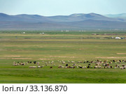 Mongolia landscape with yurts and herds. Стоковое фото, фотограф Михаил Коханчиков / Фотобанк Лори
