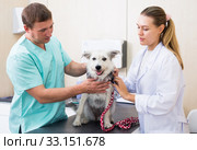 Two vets examining a dog. Стоковое фото, фотограф Яков Филимонов / Фотобанк Лори