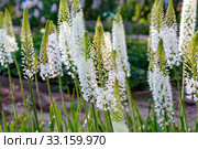 Эремурус гималайский (Eremurus himalaicus) Стоковое фото, фотограф Ольга Сейфутдинова / Фотобанк Лори