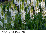 Эремурус гималайский (Eremurus himalaicus) Стоковое фото, фотограф Ольга Сейфутдинова / Фотобанк Лори