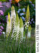 Эремурус гималайский (Eremurus himalaicus) Стоковое фото, фотограф Ольга Сейфутдинова / Фотобанк Лори