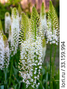 Эремурус гималайский (Eremurus himalaicus) Стоковое фото, фотограф Ольга Сейфутдинова / Фотобанк Лори