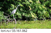 A young grey heron (Ardea cinerea) looking for the food in the water of pond. Japan (2020 год). Стоковое видео, видеограф Сергей Пристяжнюк (Serg Zastavkin) / Фотобанк Лори
