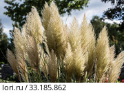 Pampasgrass with fronds. Стоковое фото, фотограф Norbert Dr. Lange / Smarterpix / Фотобанк Лори