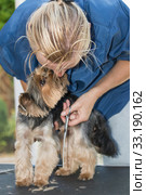 Yorkshire terrier is licking face of the groomer woamn. Стоковое фото, фотограф Jaroslav Frank / PantherMedia / Фотобанк Лори